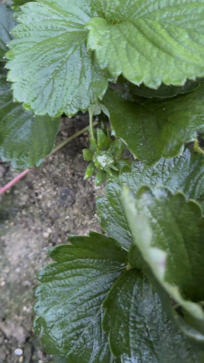 控不住就坏，控好了，比二冷冻快