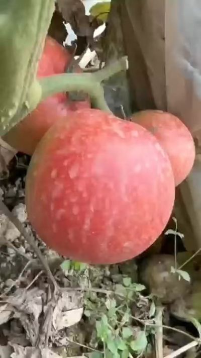 用好肥才能稳产高产品质好