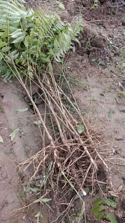 出售臭椿苗，巨峰葡萄苗。药用连翘苗，科研五号优质种苗，2/5年苗，药用连翘树，挂果树，全国包邮到家！财富密码18534302961