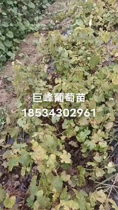 出售早熟巨峰葡萄苗。药用连翘苗，科研五号优质种苗，2/5年苗，药用连翘树，挂果树，全国包邮到家！财富密码18534302961