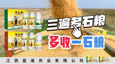 冬季种植，油菜，小麦，草莓等作物的，出现了除草剂药害，黄叶，僵苗，苗不长等问题，马上用多石粮，确保5天见到效果。