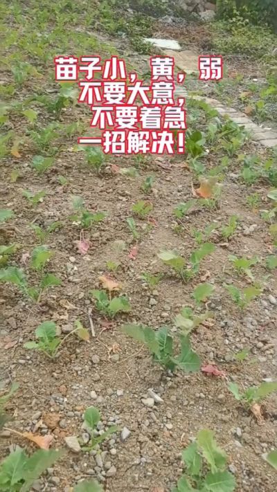 油菜苗子弱苗子小，就用多石粮，5天见效果。