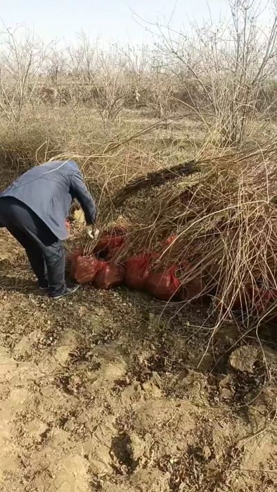 出售药用连翘苗，科研五号优质种苗，2/5年苗，药用连翘树，挂果树，全国包邮到家！财富密码18534302961出售药用连翘苗，科研五号优质种苗，2/5年苗，药用连翘树，挂果树，全国包邮到家！财富密码1
