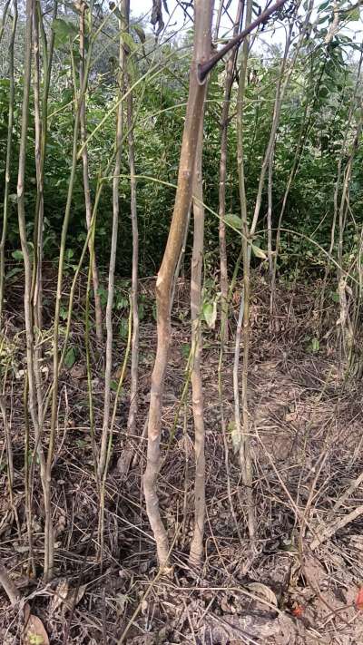 出售臭椿苗，巨峰葡萄苗。药用连翘苗，科研五号优质种苗，2/5年苗，药用连翘树，挂果树，全国包邮到家！财富密码18534302961