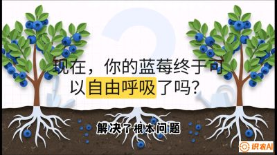 第3节：别把树&ldquo;憋死&rdquo;&mdash;&mdash;正确的定植与换盆手法,   课程：《蓝莓&ldquo;高产&rdquo;实战课：从选苗到丰收的10个关键点》