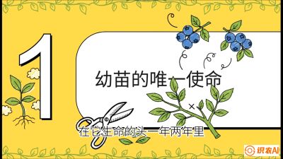 第6节：修剪决定产量（上）&mdash;&mdash;幼苗期与生长期修剪， 课程：《蓝莓&ldquo;高产&rdquo;实战课：从选苗到丰收的10个关键点》