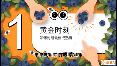 第10节：完美的&ldquo;果粉&rdquo;&mdash;&mdash;采摘时机与保鲜， 课程：《蓝莓&ldquo;高产&rdquo;实战课：从选苗到丰收的10个关键点》