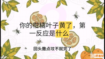 第一节：保命生死线&mdash;&mdash;黄龙病与木虱，课程：《柑橘十大病虫害：从入门到精通》