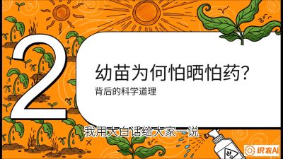 第02节：幼树管理&mdash;&mdash;&ldquo;防晒又防草，树势起得早&rdquo;，课程：《槟榔种植：从不懂到精通的10堂必修课》