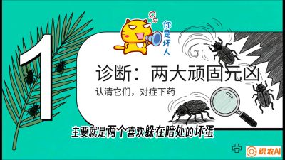 第06节：顽固虫害防治&mdash;&mdash;&ldquo;钻心虫与红蜘蛛，打准时间才服输&rdquo;《槟榔种植：从不懂到精通的10堂必修课》