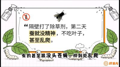 第05节：养蚕人的&ldquo;排雷战&rdquo;&mdash;&mdash;除草剂的生死禁忌，课程：《桑海淘金：桑树高产与蚕桑安全进阶实战课》