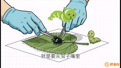 第07节：虫口夺叶（下）&mdash;&mdash;不得不打药时的&ldquo;解毒术&rdquo;，课程：《桑海淘金：桑树高产与蚕桑安全进阶实战课》