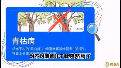 第08节：看不见的杀手&mdash;&mdash;青枯病与萎缩病，课程：《桑海淘金：桑树高产与蚕桑安全进阶实战课》