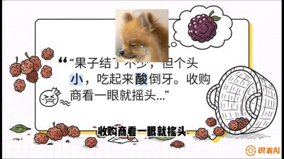 第10节：甜蜜的科学&mdash;&mdash;膨大、增甜与转色，课程：《桑海淘金：桑树高产与蚕桑安全进阶实战课》