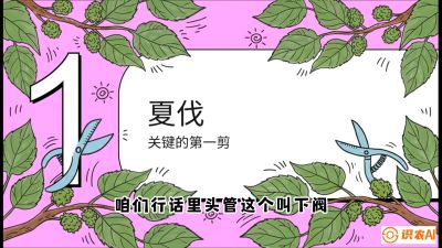 第11节：叶果双收&mdash;&mdash;特殊的夏伐与冬伐，课程：《桑海淘金：桑树高产与蚕桑安全进阶实战课》