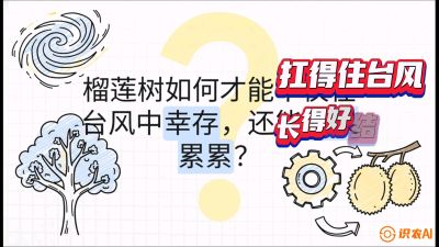 第四节：中国榴莲突围战：为生存重塑权型，抗台风矮化栽培与力学牵引，课程：《国产榴莲突围战：从泰国经验到中国实操的8堂必修课（高阶实战版）》