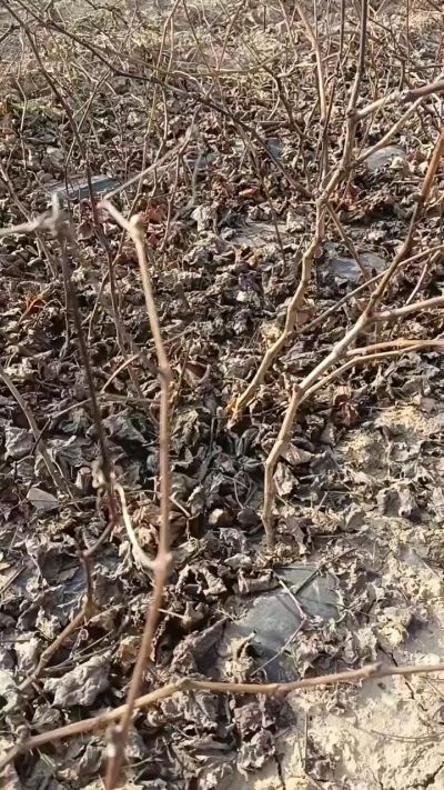 户太八号葡萄苗，一年扦插苗，需要联系，全国包邮到家。18534302961