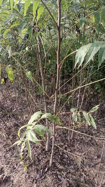 臭椿树苗，一年苗，需要联系我