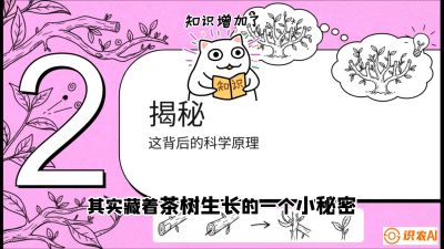 第04节（修剪篇）：树势复活术：从&ldquo;越剪越弱&rdquo;到&ldquo;枝繁叶茂&rdquo;的能量管理与夏秋茶逆袭，课程：《茶金时代：从&ldquo;看天吃饭&rdquo;到&ldquo;精准控局&rdquo;的茶叶高产提质实战课》