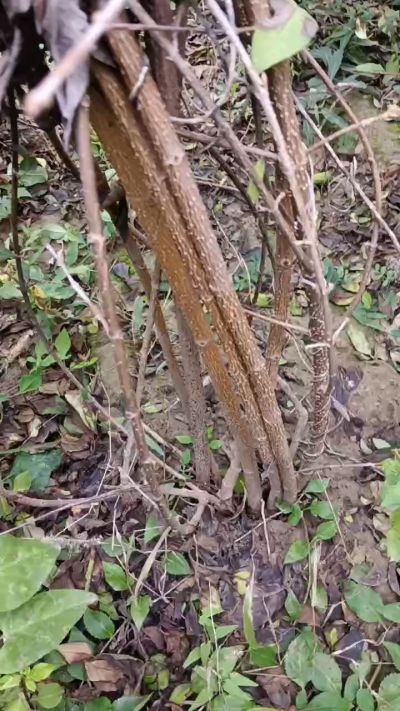 出售药用连翘苗，科研五号优质种苗，2/5年苗，药用连翘树，挂果树，全国包邮到家！财富密码18534302961出售药用连翘苗，科研五号优质种苗，2/5年苗，药用连翘树，挂果树，全国包邮到家！财富密码1