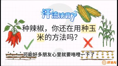 第1节：【品种定江山】工业辣椒vs小米辣：底肥公式与密度陷阱的&ldquo;百万生意经&rdquo;，课程：《辣椒种植实战特训营，从工业辣椒到精品小米辣，教你如何把&ldquo;草&rdquo;种成&ldquo;金&rdquo;》