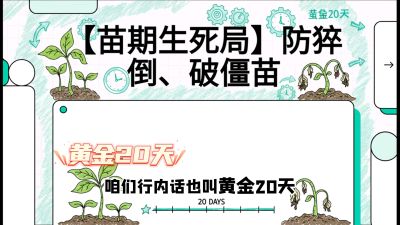 第2节：【苗期生死局】防猝倒、破僵苗，决定后期产量的&ldquo;黄金20天&rdquo;，课程：《辣椒种植实战特训营，从工业辣椒到精品小米辣，教你如何把&ldquo;草&rdquo;种成&ldquo;金&rdquo;》