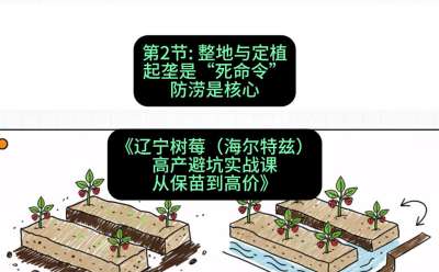 第二节： 整地与定植&mdash;&mdash;起垄是&ldquo;死命令&rdquo;，防涝是核心，课程：《辽宁树莓（海尔特兹）高产避坑实战课：从保苗到高价》