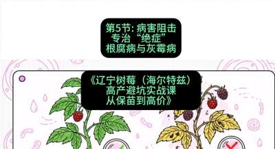 第五节： 病害阻击&mdash;&mdash;专治&ldquo;绝症&rdquo;根腐病与灰霉病，课程：《辽宁树莓（海尔特兹）高产避坑实战课：从保苗到高价》