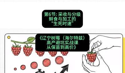 第六节： 采收与分级&mdash;&mdash;鲜食与加工的&ldquo;生死时速&rdquo;，课程：《辽宁树莓（海尔特兹）高产避坑实战课：从保苗到高价》
