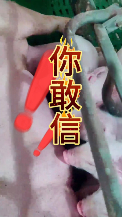 小猪抢不到奶，干瘦不长肉？成活率总上不去？😭
自从用上南商农科这款仔猪补奶机，再也没这烦恼！
✅ 一键设置下料参数，新手也能上手
✅ 恒温补奶，小猪抢着喝，长势超均匀
从车间精工组装到猪场落地使用，每