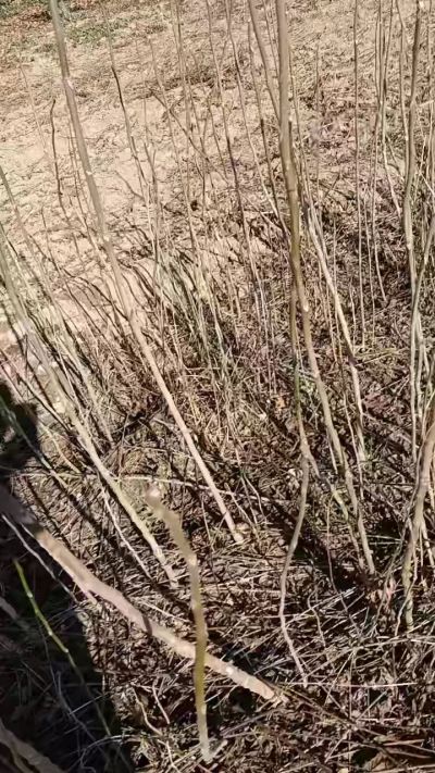 出售臭椿苗，巨峰葡萄苗。药用连翘苗，科研五号优质种苗，2/5年苗，药用连翘树，挂果树，全国包邮到家！财富密码18534302961