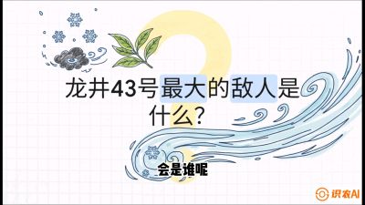 第04节：龙井双璧&mdash;&mdash;龙井43与群体种的差异化护养（重点），课程：《茗茶卫士&mdash;&mdash;茶叶病虫害绿色防控实战课》#识农AI