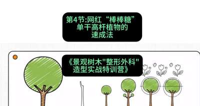 第04节：网红&ldquo;棒棒糖&rdquo;&mdash;&mdash;单干高杆植物的速成法，课程：《景观树木&ldquo;整形外科&rdquo;造型实战特训营》#识农AI