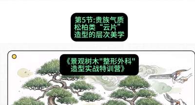 第05节：贵族气质&mdash;&mdash;松柏类&ldquo;云片&rdquo;造型的层次美学，课程：《景观树木&ldquo;整形外科&rdquo;造型实战特训营》#识农AI