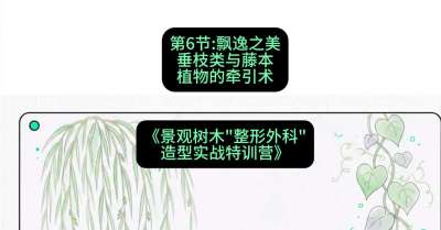 第06节：飘逸之美&mdash;&mdash;垂枝类与藤本植物的牵引术，课程：《景观树木&ldquo;整形外科&rdquo;造型实战特训营》#识农AI