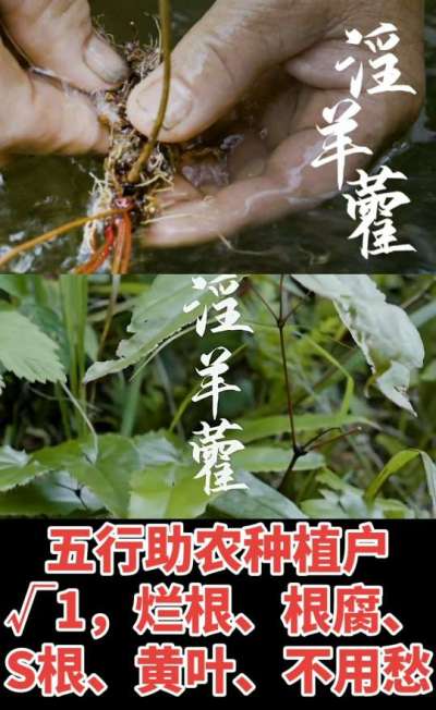 177，1907，0725，V 同号
1  老乡们！种淫羊藿不用乱买肥，咱这款专用肥，针对淫羊藿习性配的，壮苗防烂根，采收多卖钱，用过都回头！
2  咱种淫羊藿图的就是省心高产！专用肥薄肥勤施，苗不烧