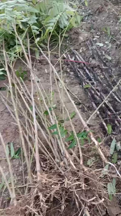 出售臭椿苗，巨峰葡萄苗。药用连翘苗，科研五号优质种苗，2/5年苗，药用连翘树，挂果树，全国包邮到家！财富密码18534302961